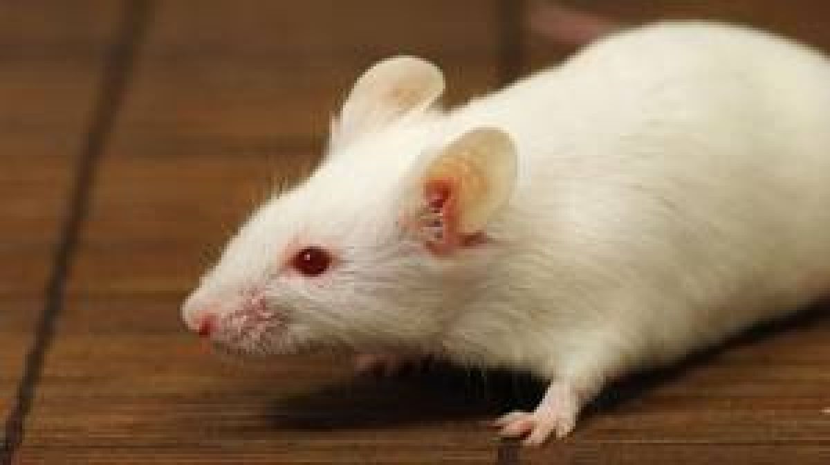 Ảnh hưởng của Cedemex đối với hàm lượng cAMP và cGMP tại các vùng não khác nhau trên chuột cống cai nghiện morphine